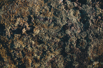 Detailed close-up of colorful lichen on stone. A versatile background for eco-friendly designs and creative visuals