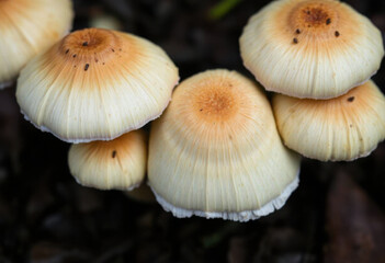Macro Shot Of Mushroom Caps With Surface Details