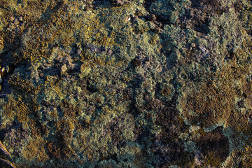 Natural texture: Close-up of a rock covered in colorful lichen. Perfect as a background for design, eco-projects, or nature-inspired aesthetics.