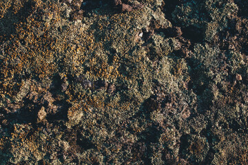 Detailed close-up of colorful lichen on stone. A versatile background for eco-friendly designs and creative visuals