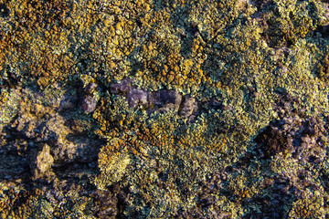 Natural texture: Close-up of a rock covered in colorful lichen. Perfect as a background for design, eco-projects, or nature-inspired aesthetics.