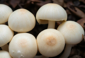 Close-Up Of Textures On Mushroom Caps