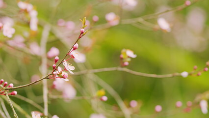 Beautiful Pink Cherry Tree Blossoms. Blossoming Pink Sakura Cherry Tree Flowers.
