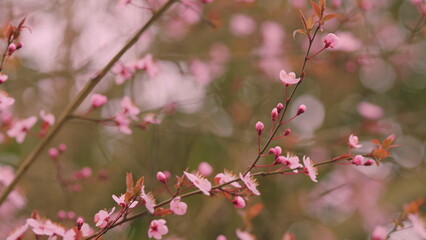A Tree With Pink Flowers. Dreamy Romantic Background Of Spring. Spring Landscape With Cherry Blossoms.