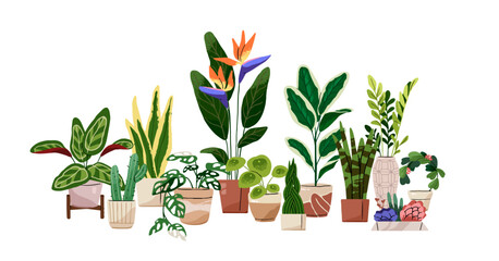 Composition of different houseplants. Green plants with leaves growing in pots. Home flowers in flowerpots. Bird of paradise, monstera, succulent. Flat isolated vector illustration on white background