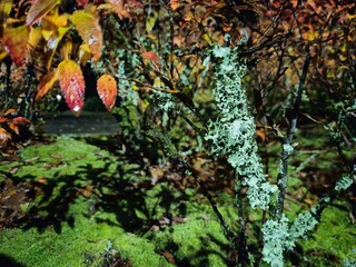 Autumn trees at night background