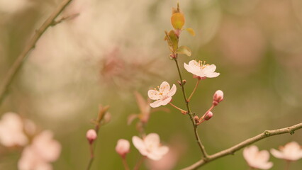 Spring Floral Concept. Spring Blossom Tenderness. Spring Seasonal Floral Background.