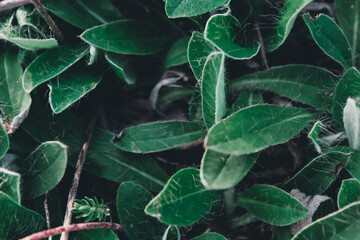 Close-up of dark green leaves, creating a natural textured background. Perfect for use as a...