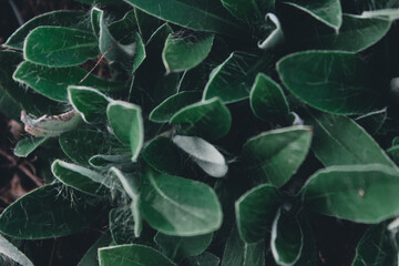Dark green leaf texture in close-up view. A seamless and natural background ideal for designs,...