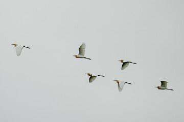 A flock of cattle egrets gracefully flying in formation across a pale gray sky, capturing the harmony of nature and the elegance of their synchronized flight