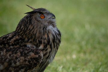 The Eurasian Eagle-Owl (Bubo bubo).