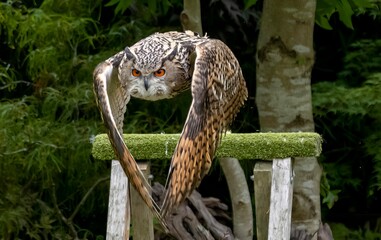The Eurasian Eagle-Owl (Bubo bubo).
