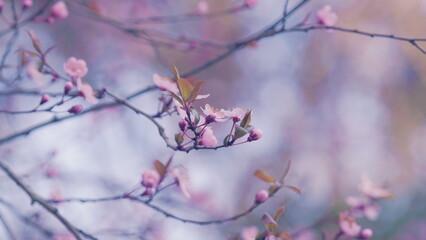 Pink Sakura Flowers On A Branch At Sunny Day. Full Bloom A Spring Season. Pink Flowers On A Spring Tree.