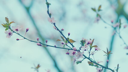 Atmospheric Natural Background. Cherry Blossom In Spring Garden Background. Spring Time Concept.