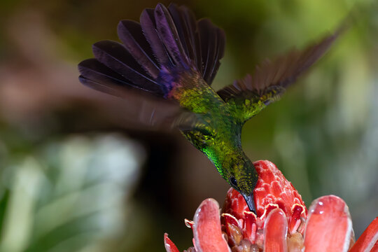 Bronze-tailed plumeleteer, Chalibura urochrysia, sucking nectar from a pink flower in the rainforest. A green hummingbird from Central America with its tail spread out in a typical environment.