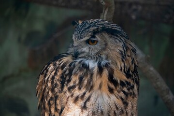 The Eurasian Eagle-Owl (Bubo bubo).
