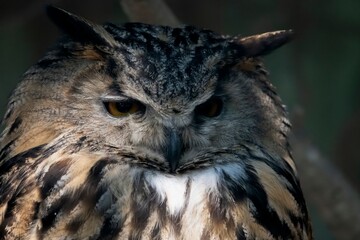 The Eurasian Eagle-Owl (Bubo bubo).