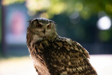 The Eurasian Eagle-Owl (Bubo bubo).