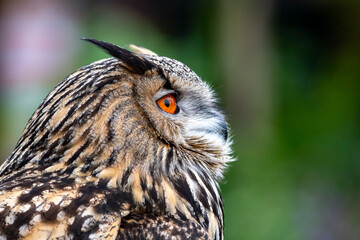 The Eurasian Eagle-Owl (Bubo bubo).