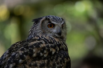 The Eurasian Eagle-Owl (Bubo bubo).
