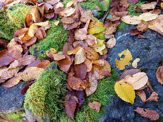 Nasse bunte Blätter im Herbst auf Untergrund mit Steinen und Moos. 