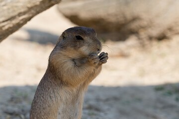 prairie dog eating