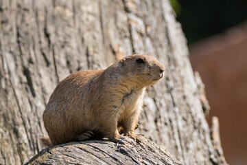 prairie dog at the zoo