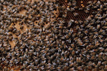 Bienen am Bienenstock