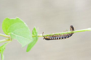 Paradoxosomatidae millipede is black with yellow spots.