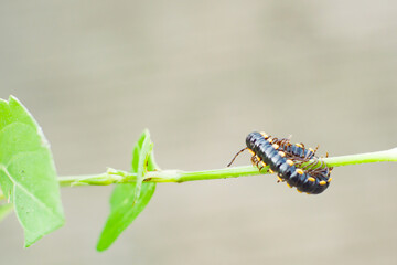 Paradoxosomatidae millipede is black with yellow spots.