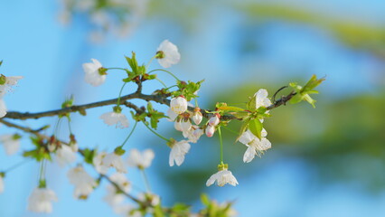 Cherry Tree White Flowers In Bloom. Fresh Flowers Of Sweet Cherry. Prunus Avium. Close up.