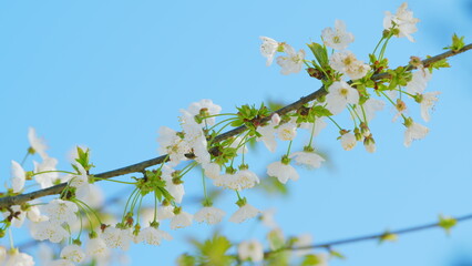 Flowering In Garden Prunus Avium Tree With Bees Working. Sweet Cherry. Close up.