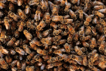 Bienen am Bienenstock