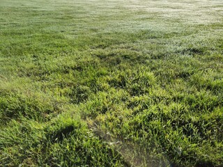 Green grass natural background