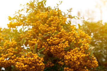 Bright clusters of yellow berries on a lush green bush, illuminated by warm sunlight, creating a vibrant and natural scene perfect for autumn and nature-themed projects
