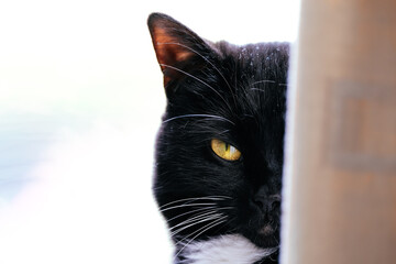 Tuxedo Cat looking from behind a curtain