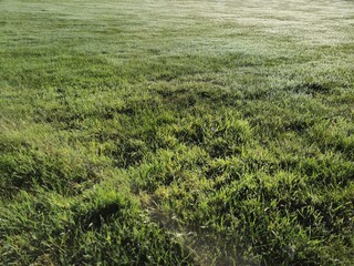 Green grass natural background