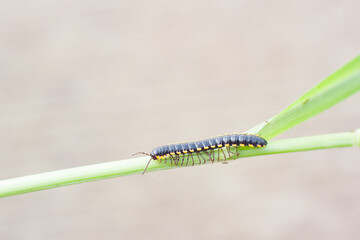 Paradoxosomatidae millipede is black with yellow spots.