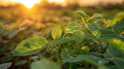 Obraz premium Close-up of vibrant green plants basking in sunlight during sunset.