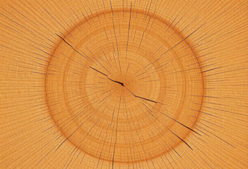 Growth Patterns In A Tree Trunk Cross-Section