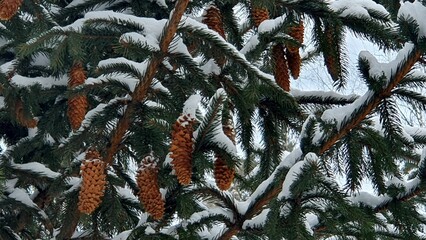 christmas tree branches