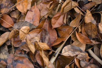 Wet autumn brown leaves