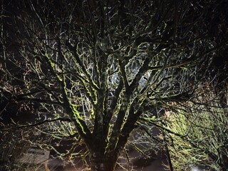Fototapeta premium Old Irish trees at night, mysterious lights on old trees with heavy branches and moss, mystic background