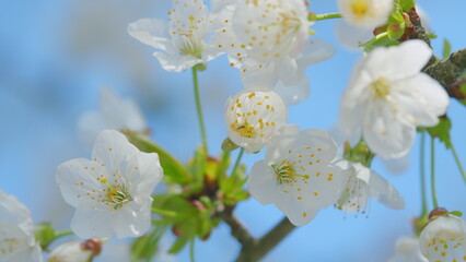 Obraz premium White Flowers Of Cherry Of Prunus Avium. Spring Background. Flowering Plant In Family Rosaceae. Close up.