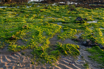 Seaweed growing on rocks on beach