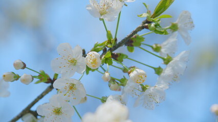 Prunus Avium. Blooming Flowers Of A Cherry Tree. Flowering Branch In Spring. Close up.