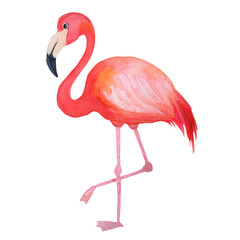 Obraz premium Pink Flamingo Watercolor Painting Tropical Bird Illustration Exotic Wildlife Art