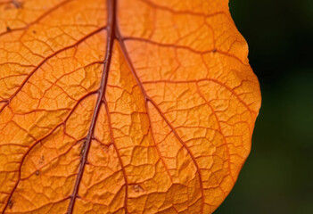 Textured Surface Of A Dried Leaf Showing Wrinkles