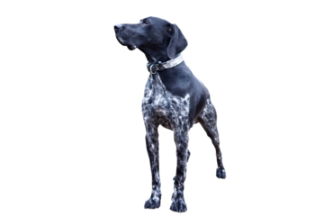 Front view of an elegant black German Shorthaired Pointer dog on white background.