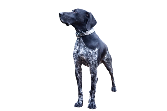 Front view of an elegant black German Shorthaired Pointer dog on white background.
